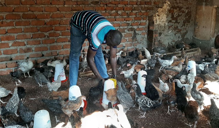 Poultry Farmers decry high cost of production and distribution due to travel restrictions