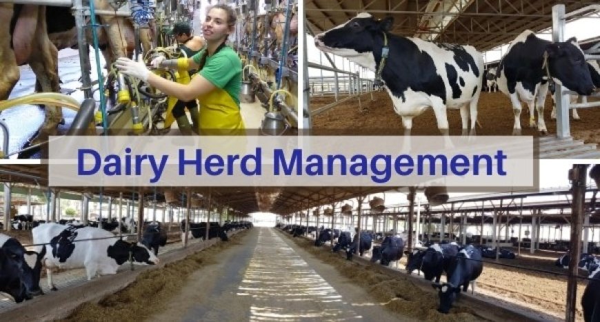 Dairy Herd Management Market Forecast and Trends Analysis Research Report 2023-2030
