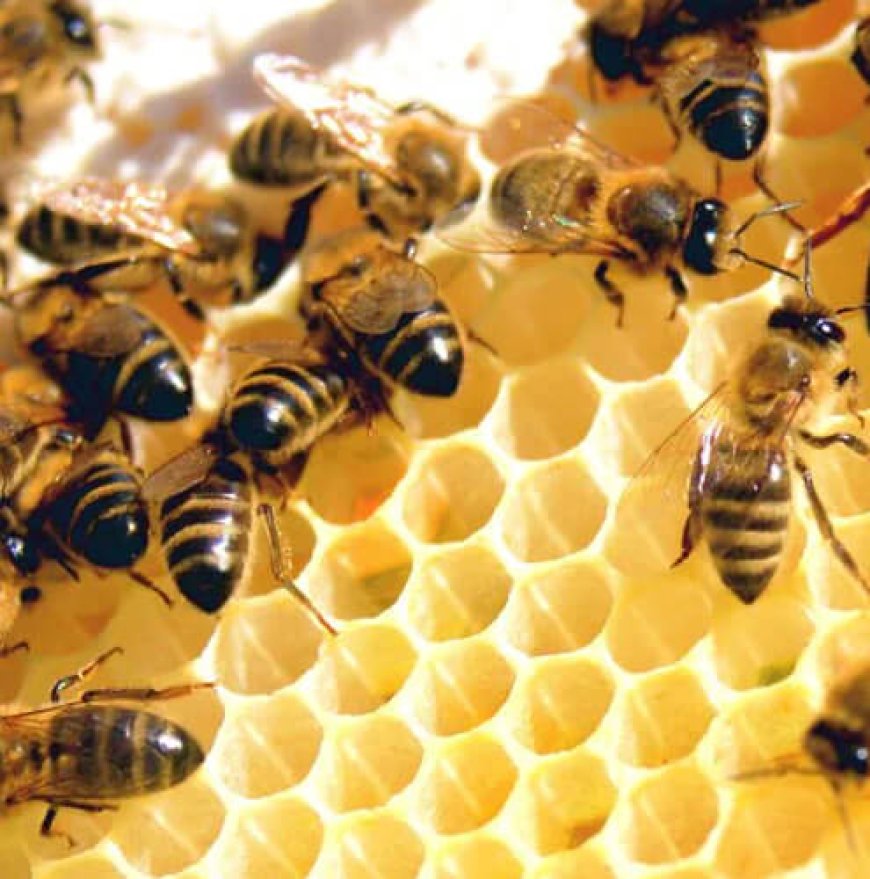 How Does the Hawaiian Climate Impact Honey Production?
