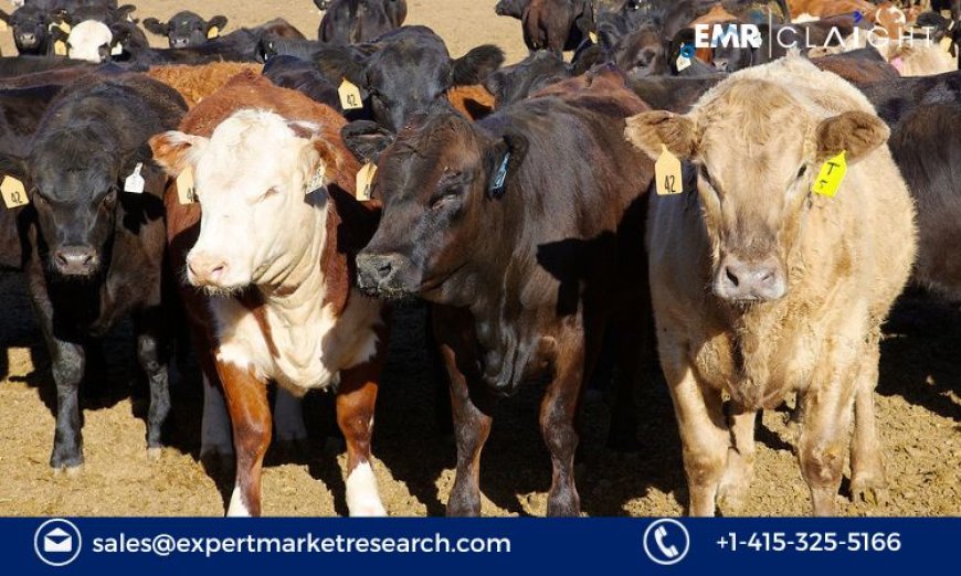 Bovine Respiratory Disease Treatment Market Size, Share, Growth, Analysis, Report and Forecast 2024-2032