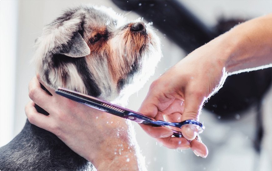 The Ultimate Guide to Dog Grooming in Abu Dhabi