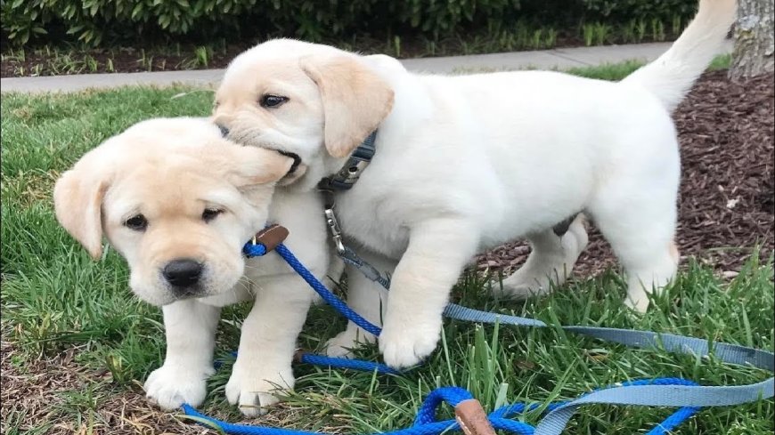 Exploring the Joy of Labrador Retriever Puppies for Sale in Delhi: A Comprehensive Guide to Finding Your Perfect Canine Companion