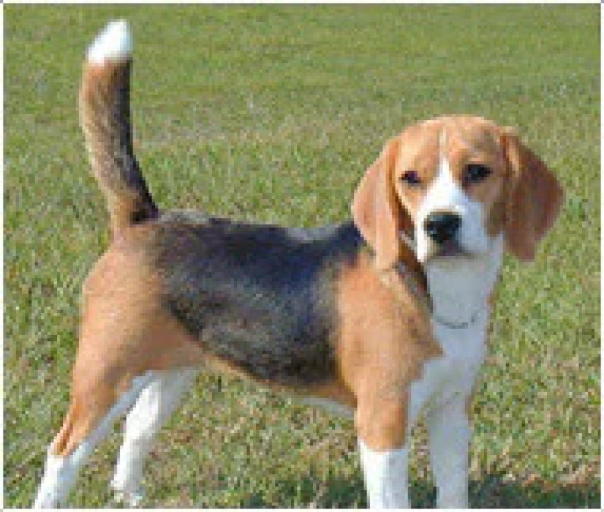 Exploring the Joy of Owning a Beagle: Finding Beagle Puppies for Sale in Delhi at the Best Prices
