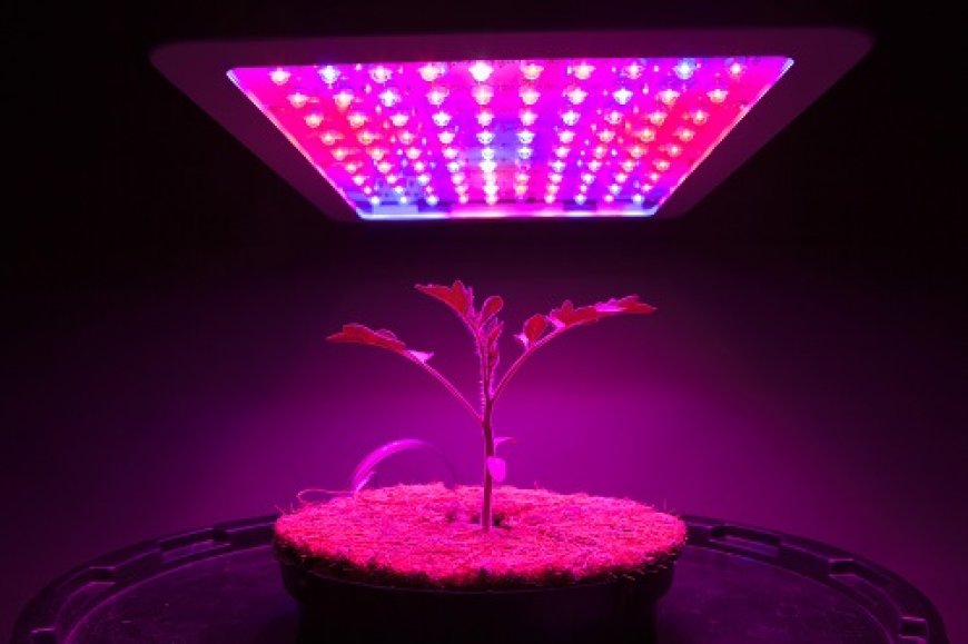Grow Lights Market Size, Share | Industry Report [2032]