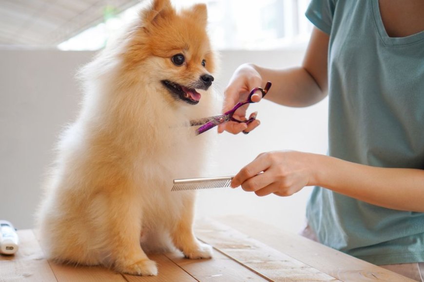 Pet Grooming Market Size, Analysis. Latest Trends, Growth and Forecast 2024-2032