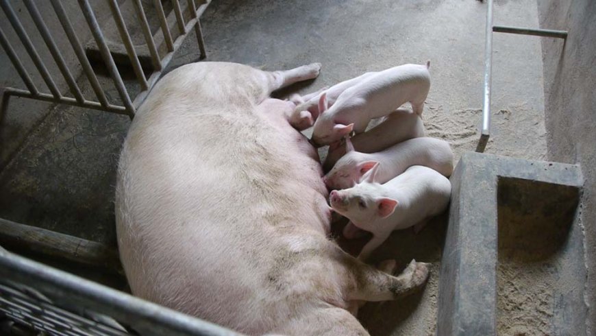 Namilyango College bitter as Swine Fever wipes out piggery farm