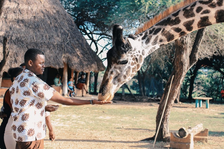Experiencing the Essence of Luxury: Unveiling Africa's Opulent Offerings