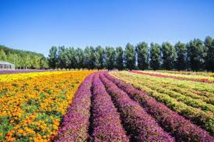 Exploring the Diverse Types of Floriculture Practiced in India