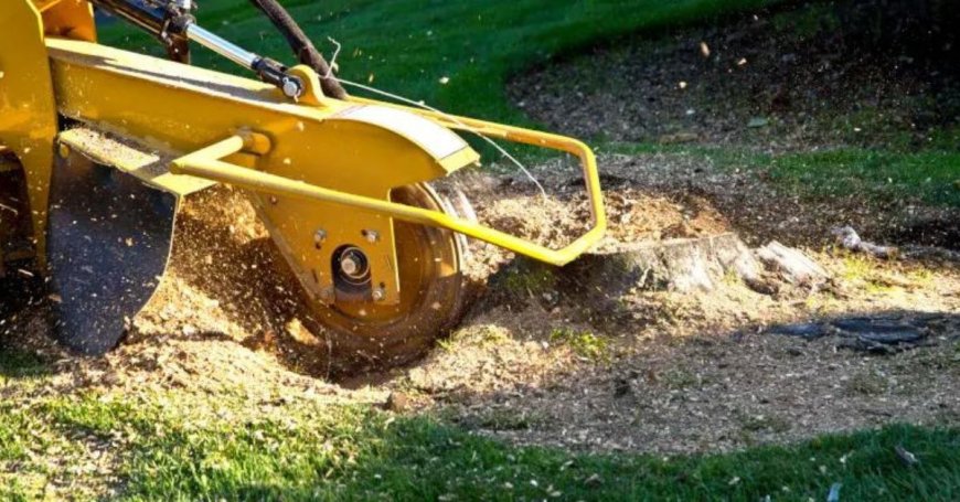 A Step-by-Step Guide to DIY Stump Grinding