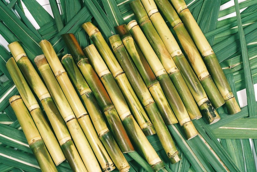 Prefeasibility Report on a Sugar Cane Processing Plant, Industry Trends and Cost Analysis