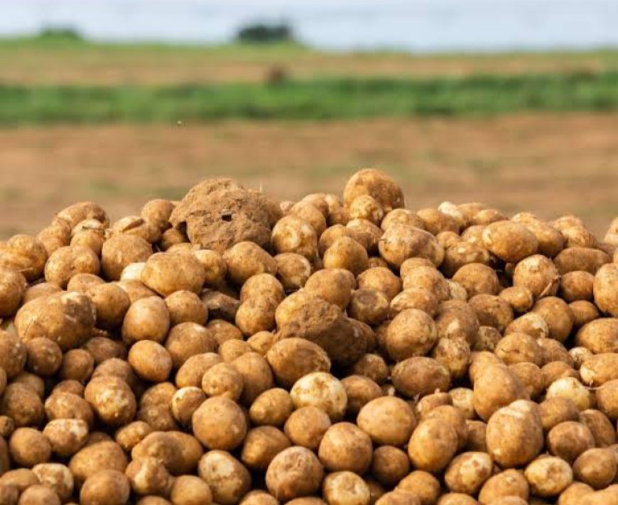 Uganda Honors First Ever World Potato Day Celebrations