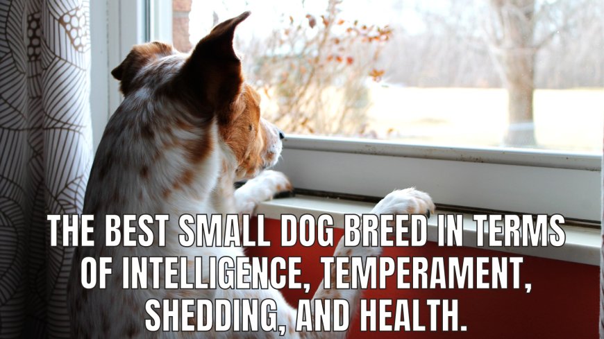 The Best Small Dog Breed in Terms of Intelligence, Temperament, Shedding, and Health.