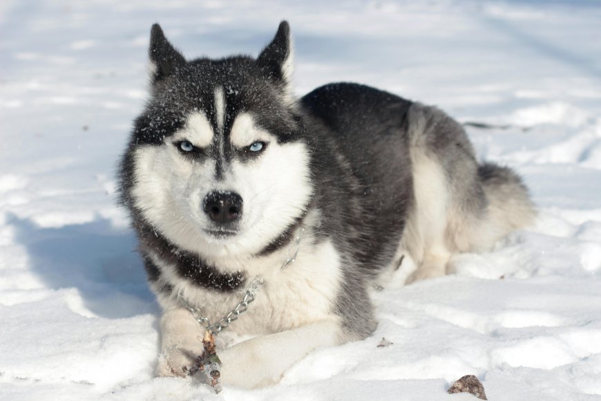 Stunning Siberian husky prices in India: A ultimate guide What to expect and consider?