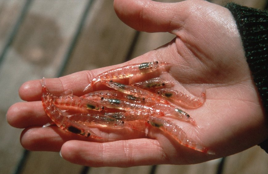 Antarctic Krill Market to Reach USD 4,817.7 Million by 2033 with 11.4% CAGR | FMI