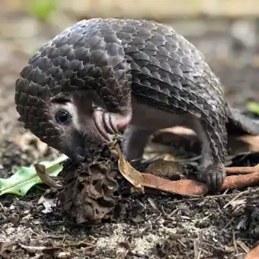 Illegal trade, Search for medicine undermining the protection of Pangolin species