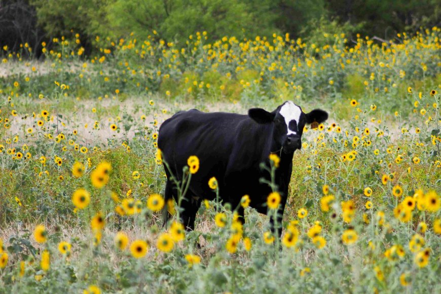 Great Cattle Drenching Methods You Should Know About