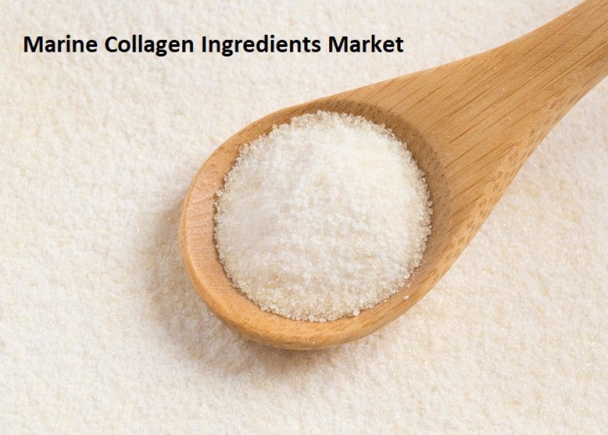 Marine Collagen Market Set to Achieve USD 2.32 Billion Milestone by 2033, Fact.MR