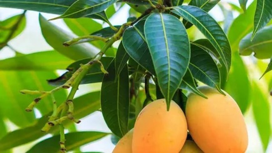 White mango price in pakistan 2024