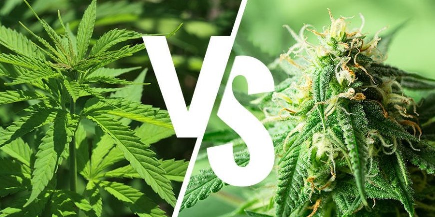 INDICA VS SATIVA: WHICH CANNABIS STRAIN IS RIGHT FOR YOU?