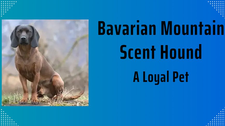 The Bavarian Mountain Scent Hound Dog Breed: A Loyal Pet