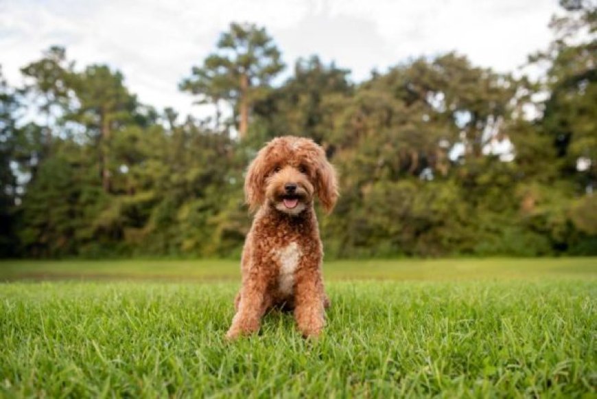 "Mini Goldendoodle Traits: What Makes Them So Special?"