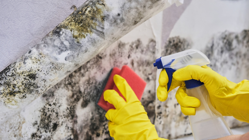Mold Removal vs Mold Remediation: What's the Difference?