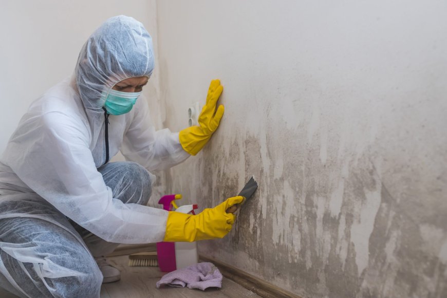 16 Common Mistakes When Identifying and Cleaning Mold