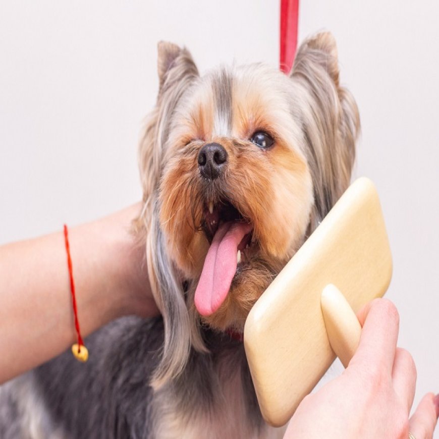 Chewbarka Grooming Launches Premier Mobile Pet Grooming Service in Fort Worth, TX