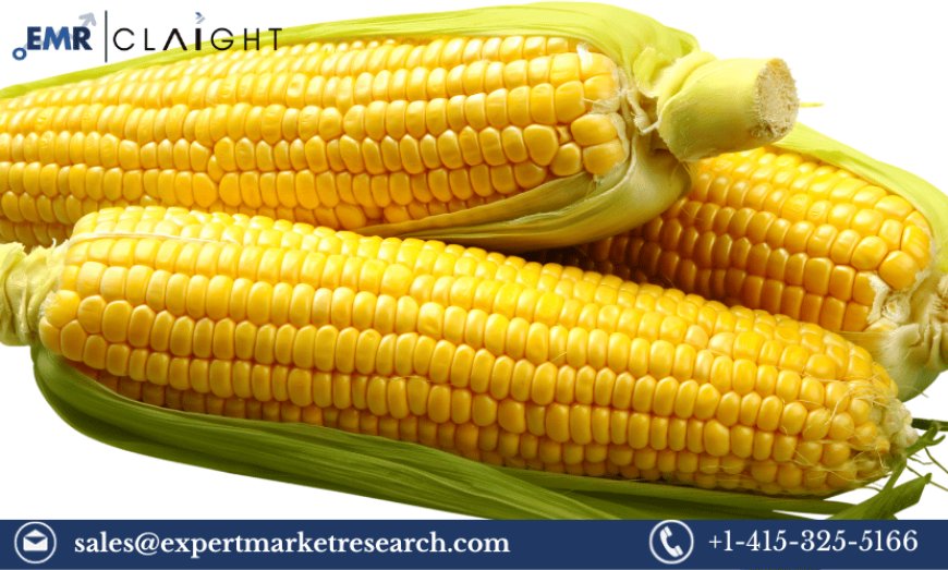 Corn Market Report and Forecast 2024-2032: Growth Drivers and Market Trends
