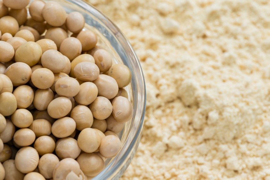 Global Soybean Meal Market: Trends, Growth, and Key Insights