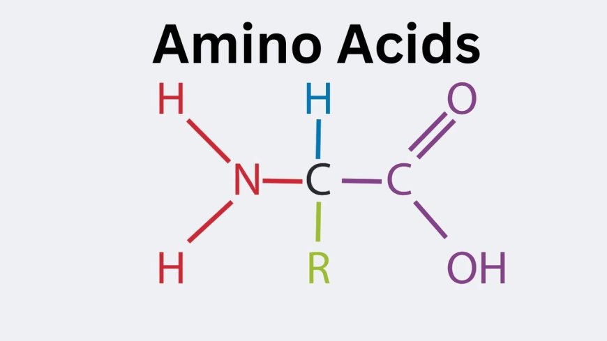 A Global Craving: Rising Disposable Income Fuels Amino Acid Demand