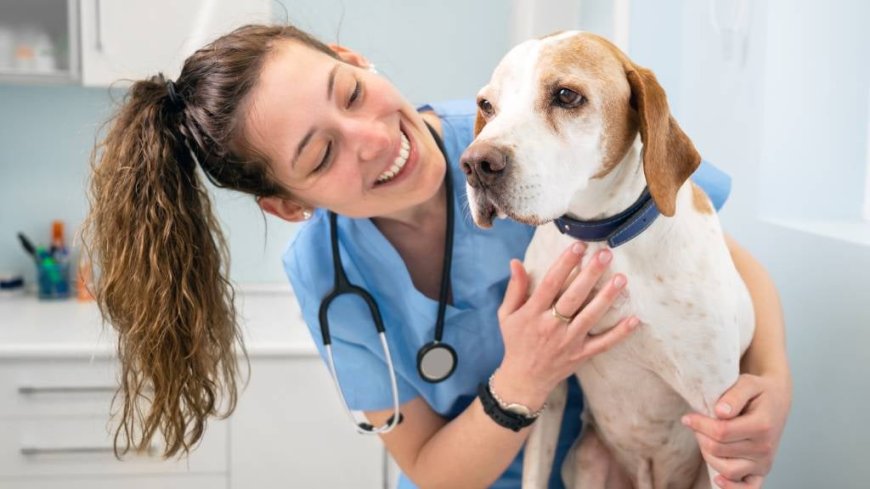 How to Keep Your Pet Healthy: A Comprehensive Care Guide