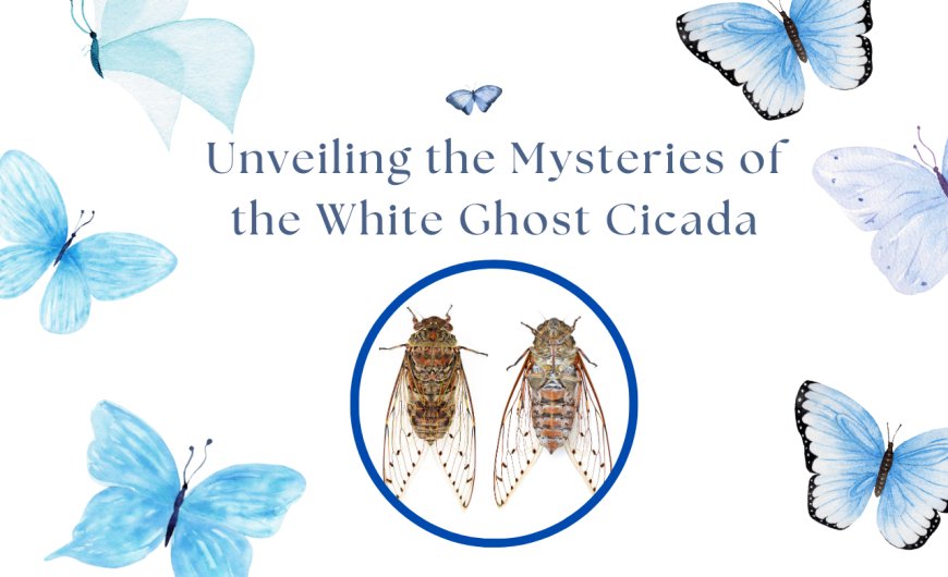 Unveiling the Mysteries of the White Ghost Cicada