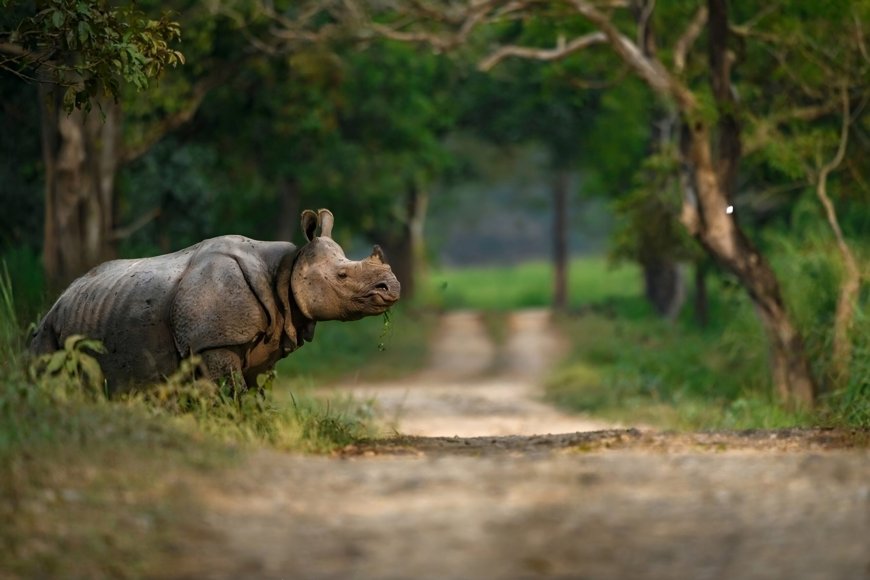 Kaziranga Tour Package: A Journey Through India’s Premier Wildlife Sanctuary