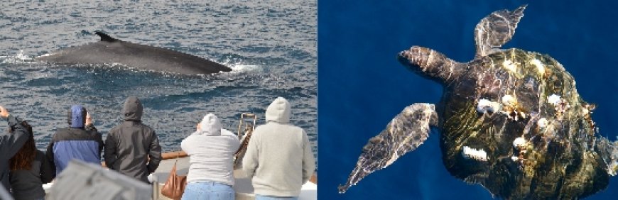 Whale Watching in San Diego: A Spectacular Seasonal Adventure!