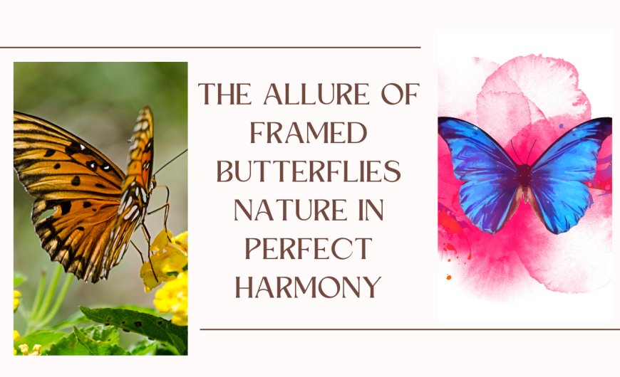 The Allure of Framed Butterflies Nature in Perfect Harmony