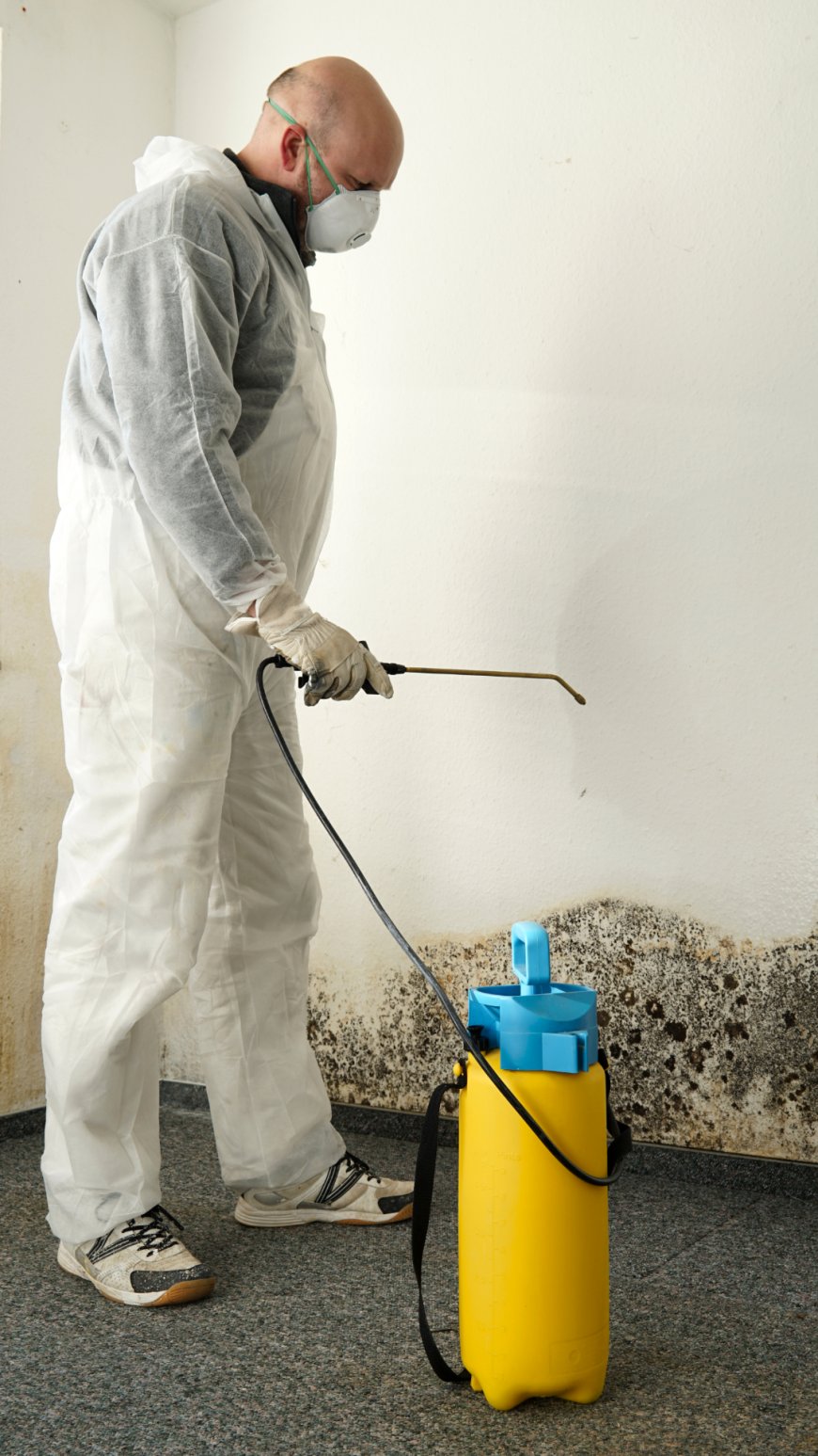 Radiant Clean-Up: Rainbow Mold Removal Services Brighten Your Home