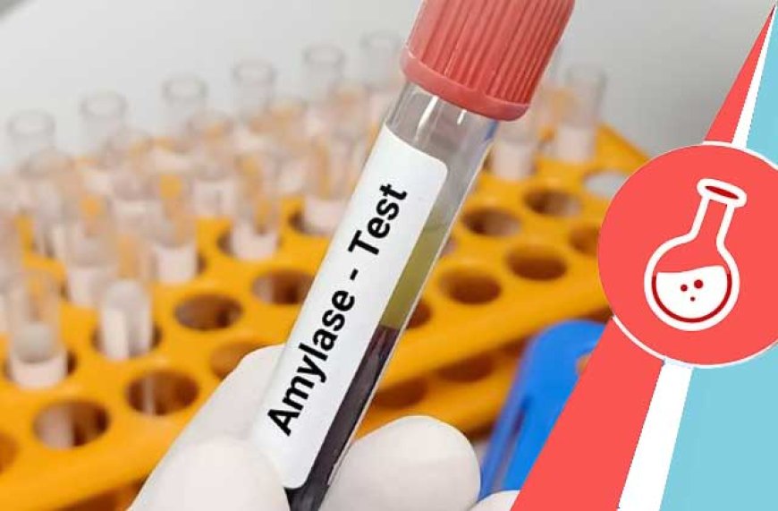 Amylase Testing Market Size, Dynamics & Forecast Report to 2032