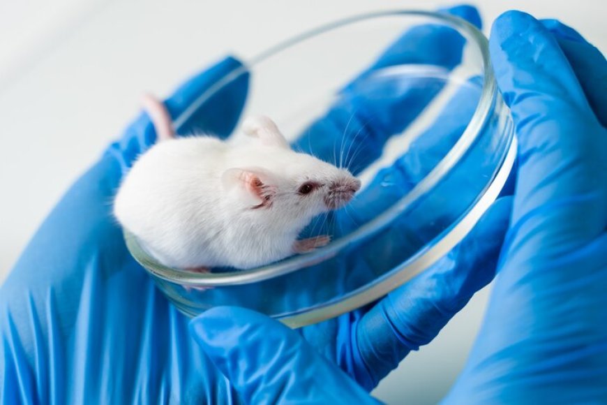 Rat Model Market Size, Share, Demand and Forecast 2024-2032