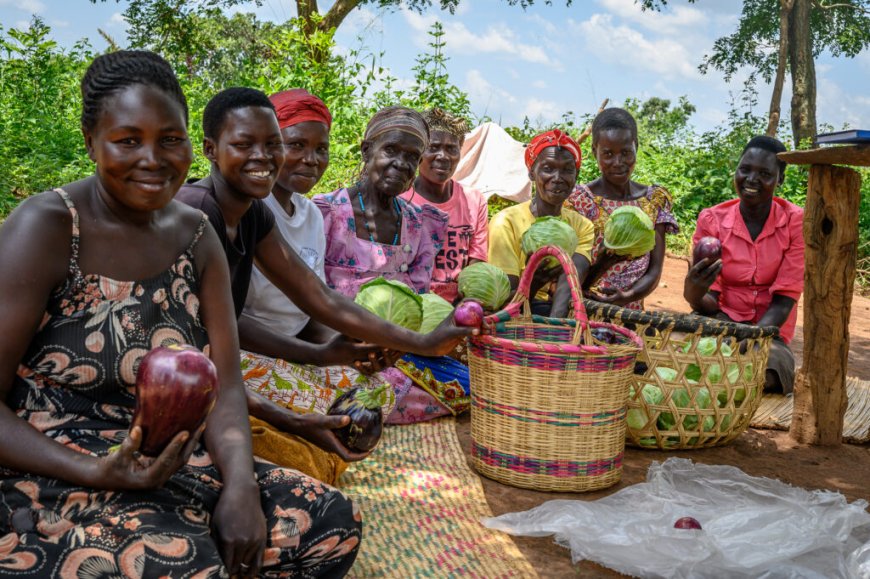 How Smallholder farmer groups in Western Ward Parish in Hoima utilized credit schemes to agri-business owners.