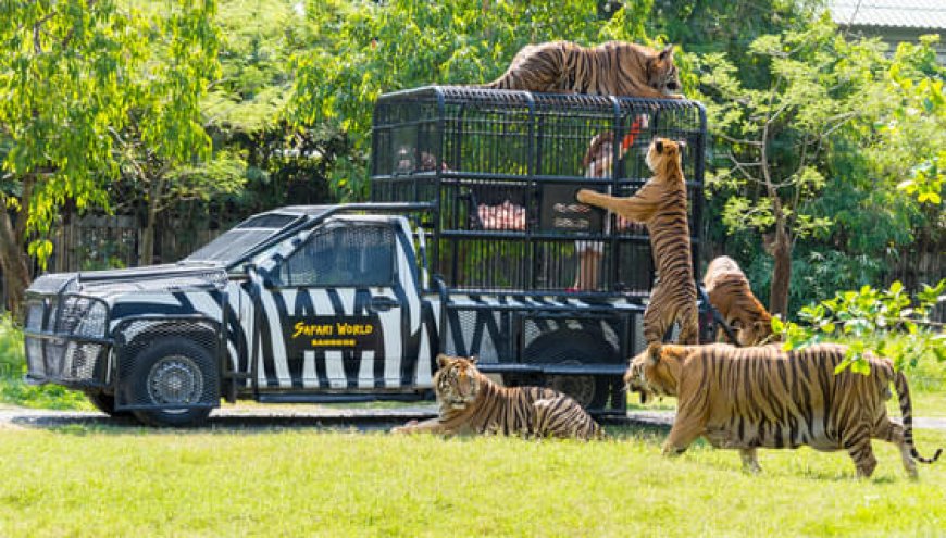 The Best Time to Visit Safari World Bangkok: A Comprehensive Guide