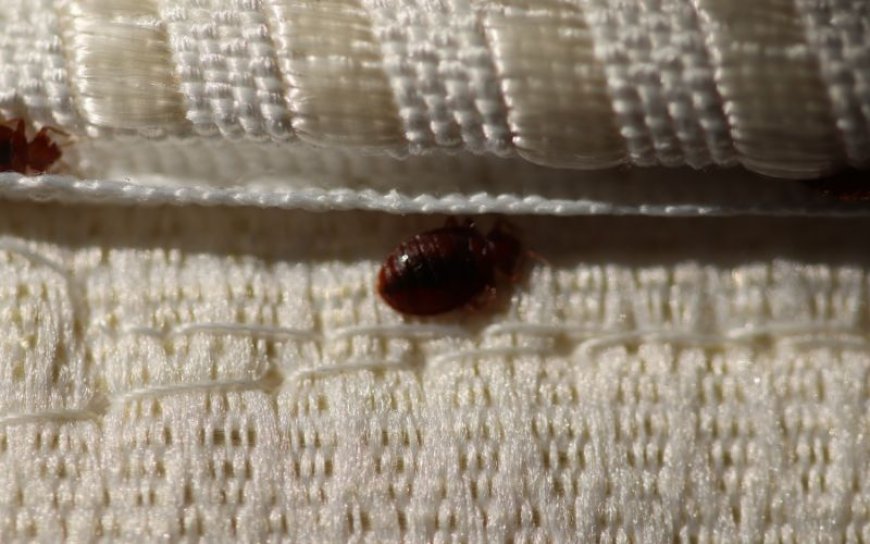 Bedbug Control and Prevention: Effective Pest Control Solutions