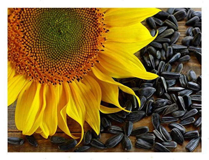 Growing Blue Lake Bush Beans and Black Oil Sunflower: A Home Gardener's Guide