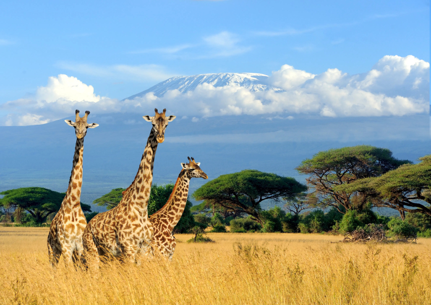 11 Affordable Family Safaris in Africa