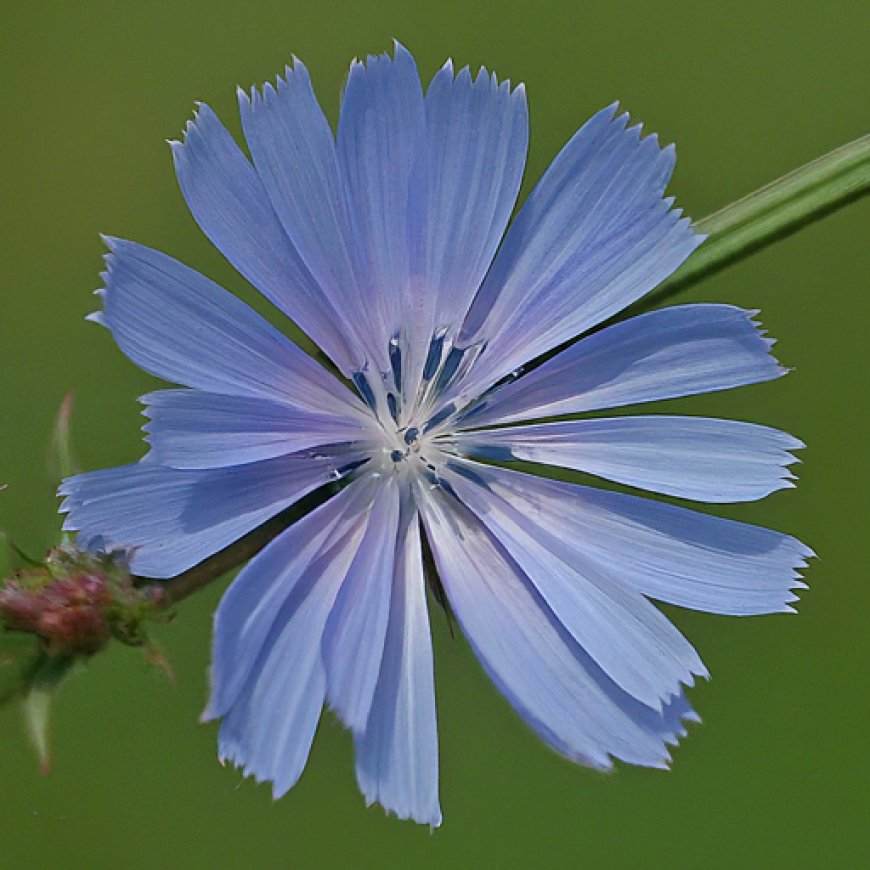 Chicory: A Versatile Herb with Surprising Benefits