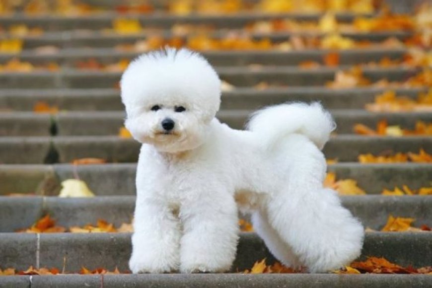 Bichon Frisé: The Fluffy Companion with a Big Heart