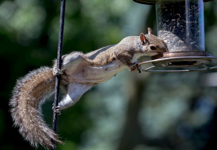 Essential WildLife Control Presents Professional and Humane Animal Control Services