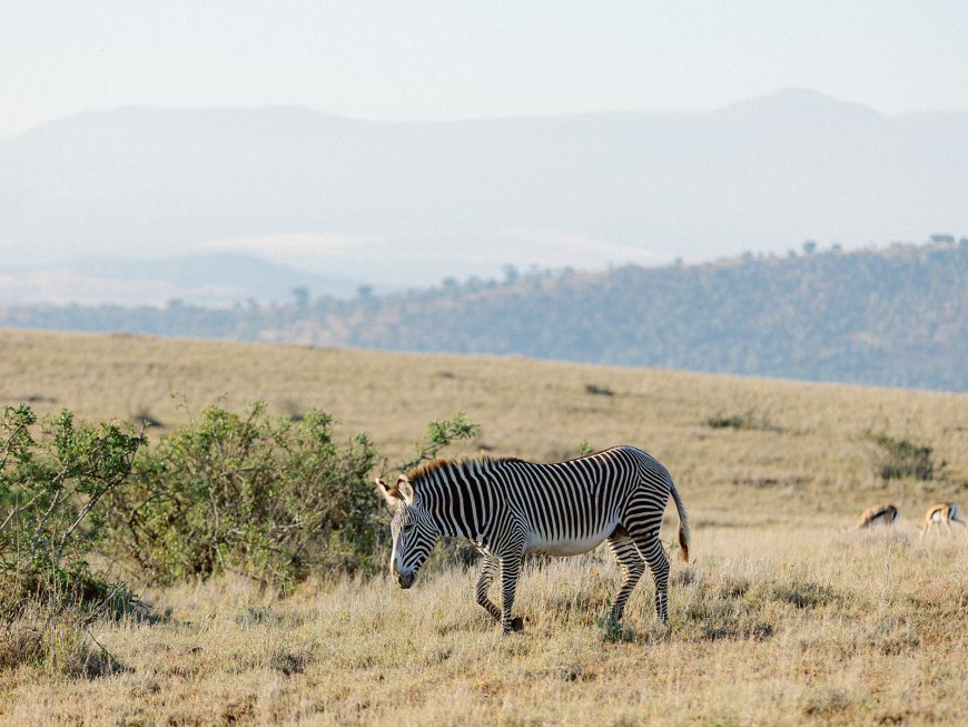 Ultimate Masai Mara Safari Packages: Explore Kenya’s Iconic Wildlife Haven