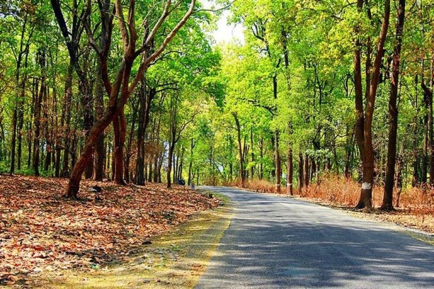 Bird Watching in Jim Corbett: A Paradise for Ornithologists