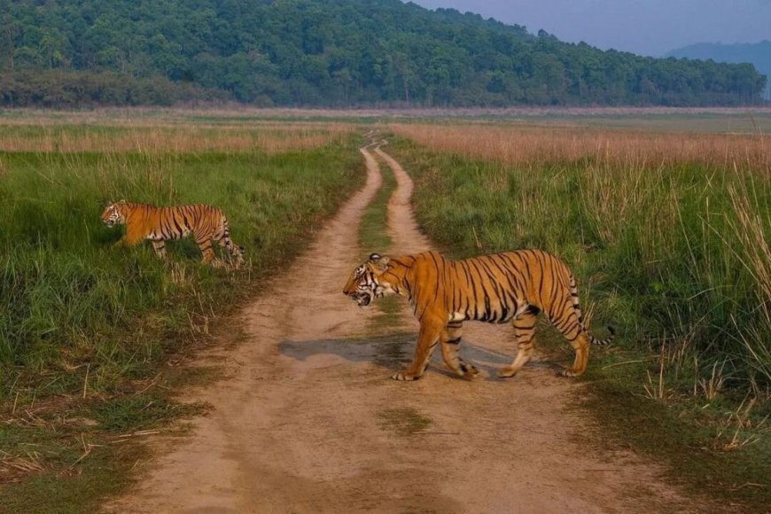 Family Adventure in Jim Corbett: Kid-Friendly Activities and Safaris